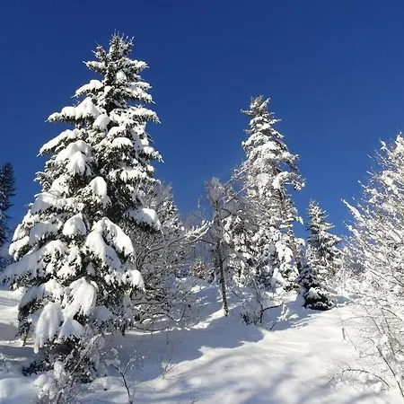 Owl's Nest *